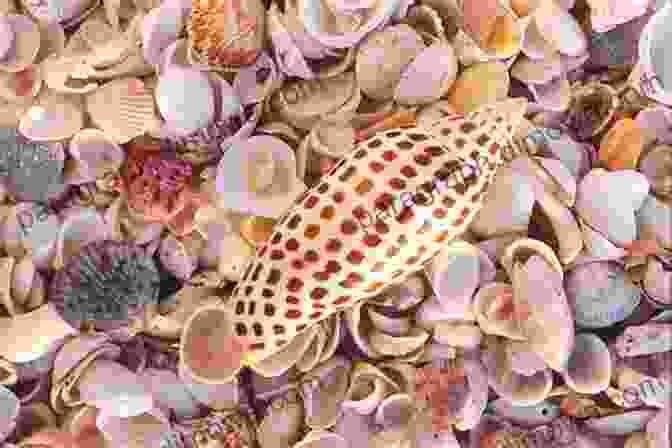 A Collage Of Various Seashells Found On Florida's Beaches Florida S Seashells: A Beachcomber S Guide