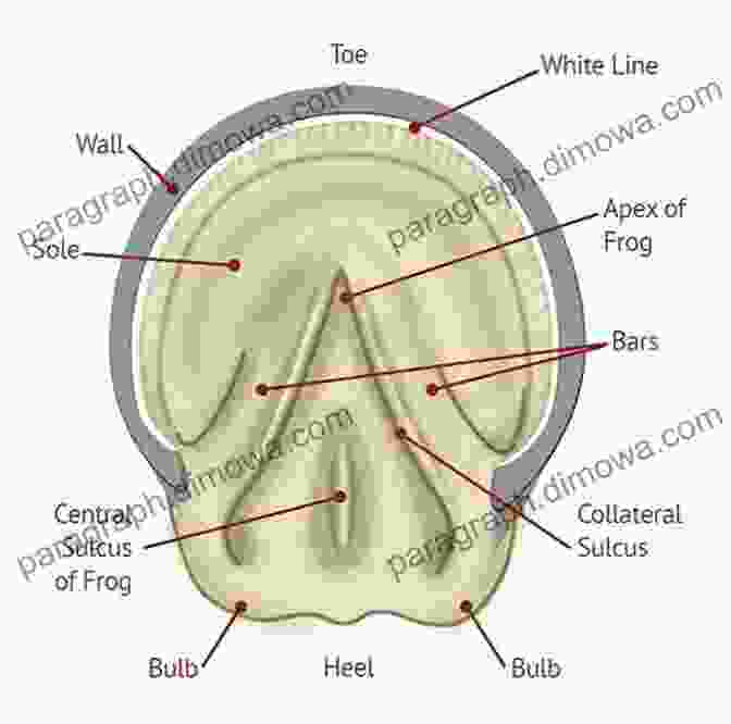 A Diagram Of A Horse's Hoof National Geographic Readers: Gallop 100 Fun Facts About Horses (L3)