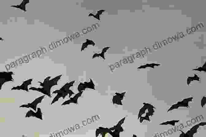 A Group Of Bats Flying In The Sky At Dusk Bats Of Texas (W L Moody Jr Natural History 43)