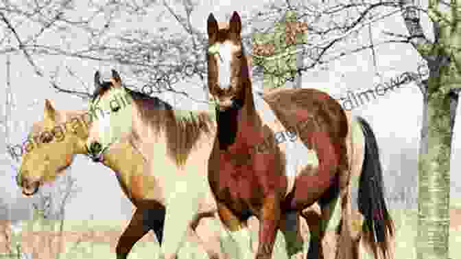 A Group Of Horses Of Different Breeds National Geographic Readers: Gallop 100 Fun Facts About Horses (L3)