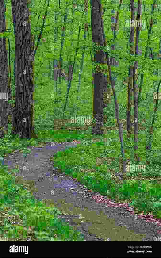 A Lush Forest Trail Leading Through Towering Trees In Indiana's Pokagon State Park The Complete Guide To Indiana State Parks