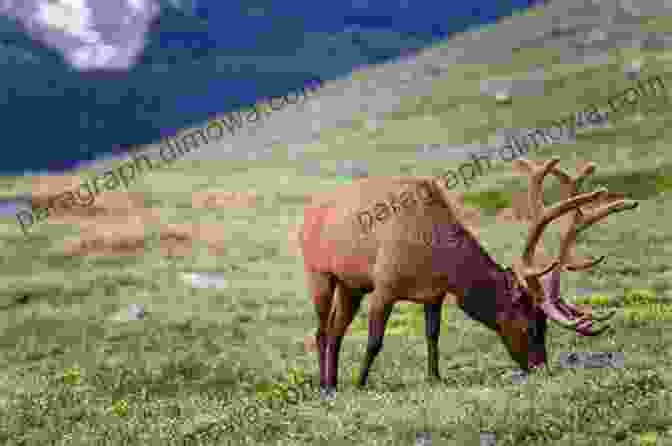 A Majestic Elk Grazes Peacefully In A Meadow In Rocky Mountain National Park Rocky Mountain National Park: The Complete Guide: (Color Travel Guide)