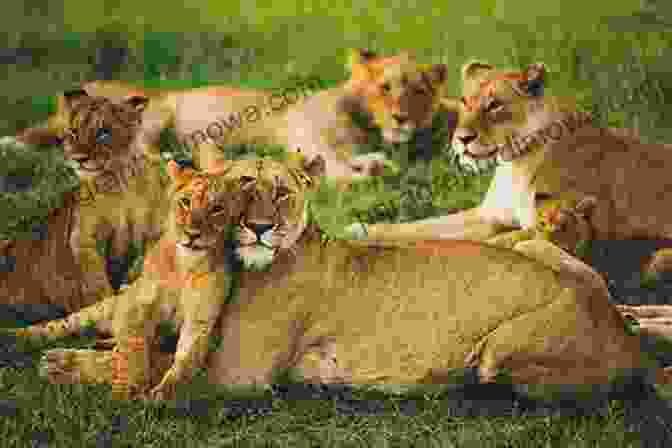 A Pride Of Lions Resting On A Grassy Plain THIS Is Africa J Peter Fitzgerald