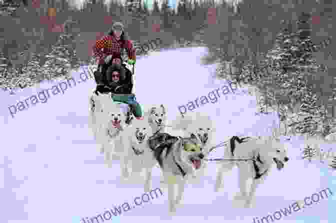 A Team Of Sled Dogs Racing Through The Alaskan Wilderness TEN FUN THINGS TO DO IN FAIRBANKS