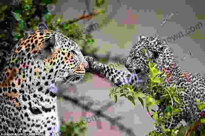 A Teenage Girl Playing With A Leopard Cub Wild Animal School: A Teen Spends The Summer Learning To Train And Care For Tigers Lions Leopards Bears And Elephants (Perfect For Ages 12 And Up )