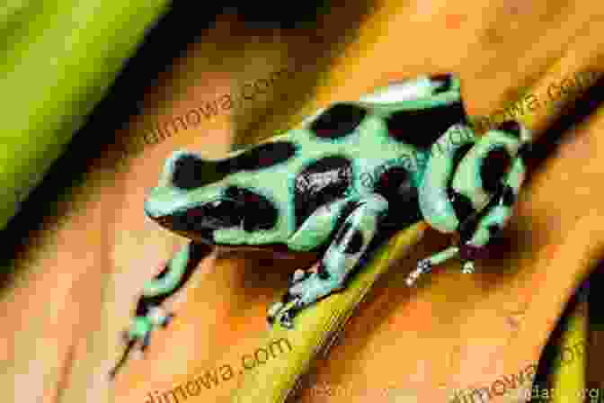 A Vibrant Green And Black Poison Dart Frog Perched On A Leaf, Showcasing Its Striking Coloration As A Warning To Predators Exotic Amphibians And Reptiles Of The United States