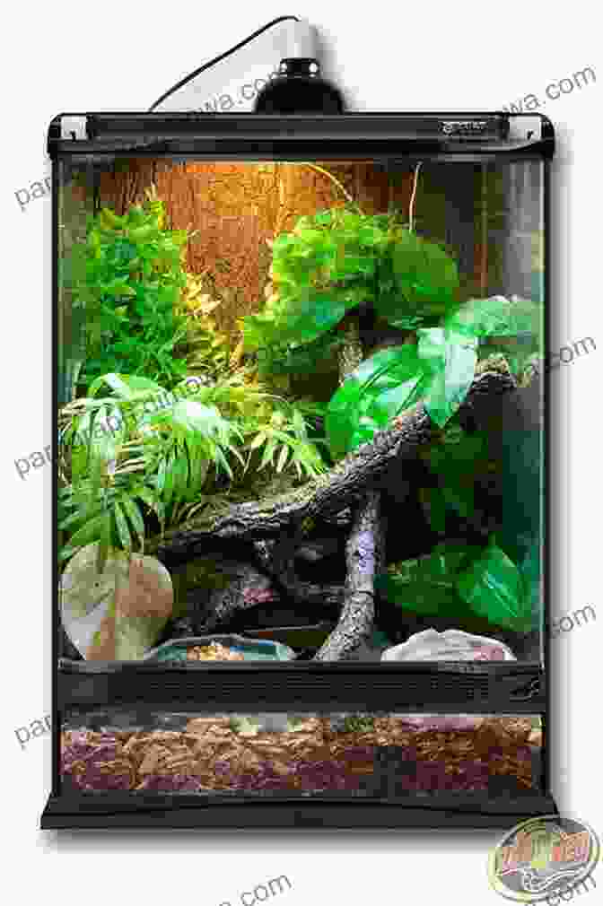 A Well Maintained Vivarium With A Variety Of Plants, Providing A Stimulating Environment For Captive Amphibians And Reptiles Exotic Amphibians And Reptiles Of The United States