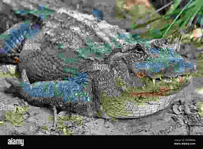 An American Alligator Basking In The Warm Sun, Showcasing Its Powerful Jaws And Armored Hide Exotic Amphibians And Reptiles Of The United States