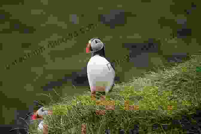 An Image Of A Puffin In Flight, Showcasing The Faroe Islands' Abundant Birdlife Faroe Islands (Bradt Travel Guides)