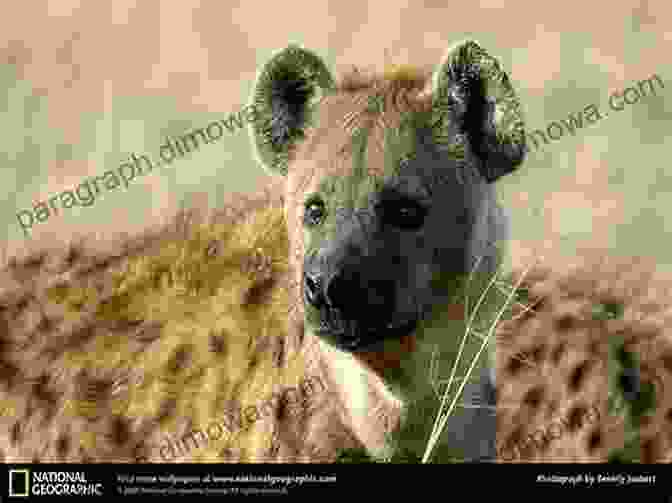 Brown Hyena Scavenging In The African Wilderness The Impossible Five: South Africa S Most Elusive Mammals