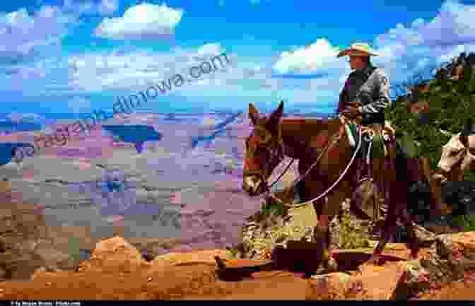 Donkey Standing On The Edge Of The Grand Canyon Ride A Donkey Through The Grand Canyon And Travel The World From A To Z