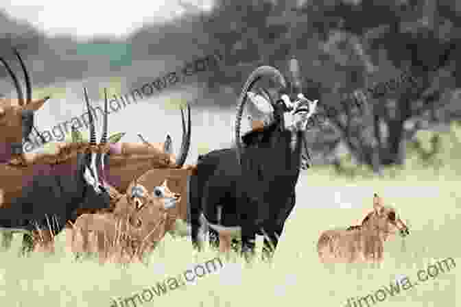 Herd Of Graceful Sable Antelopes Grazing In The African Savanna The Impossible Five: South Africa S Most Elusive Mammals