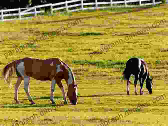 Horses Of Different Colors Grazing In A Field National Geographic Readers: Gallop 100 Fun Facts About Horses (L3)