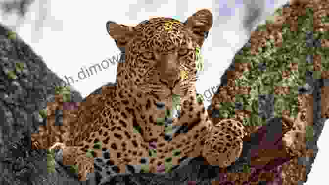 Magnificent Leopard Perched On A Tree Branch The Impossible Five: South Africa S Most Elusive Mammals