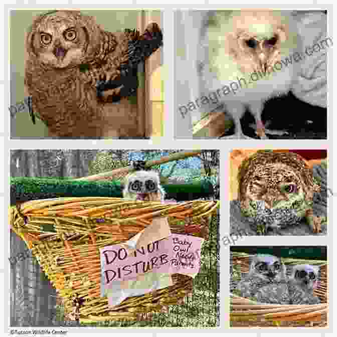 Owlet, The Young Owlet, Surrounded By A Cast Of Unforgettable Characters In Kiersten White's Owlet Not Out Owlet Not Out Kiersten White