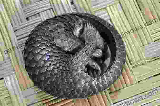 Pangolin Curled Up In A Protective Ball The Impossible Five: South Africa S Most Elusive Mammals