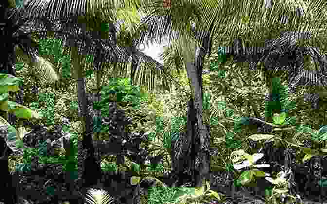 Panoramic View Of A Seasonally Dry Tropical Forest During The Dry Season, Showcasing The Leafless Trees And Sparse Understory Vegetation. Seasonally Dry Tropical Forests: Ecology And Conservation