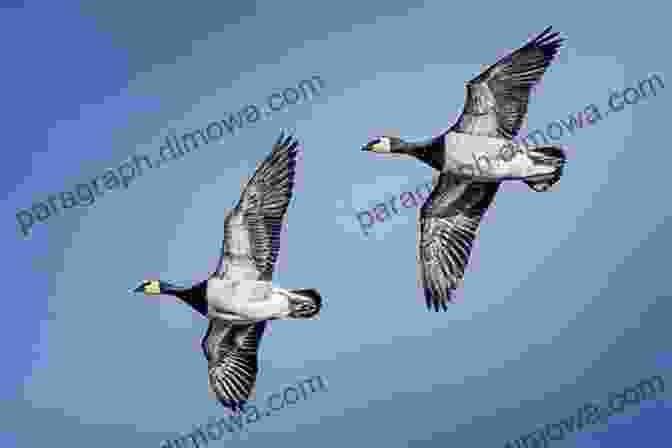 The Barnacle Goose Book Cover Featuring A Barnacle Goose In Flight The Barnacle Goose Kjell Larsson