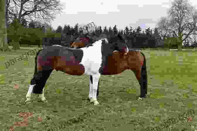 Two Horses Grooming Each Other National Geographic Readers: Gallop 100 Fun Facts About Horses (L3)