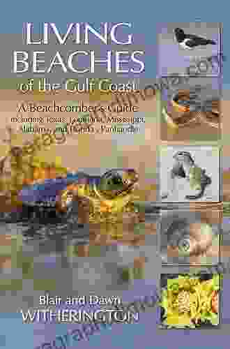 Florida s Seashells: A Beachcomber s Guide